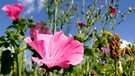 Eine Malve in einer wilden gemischten Blumenwiese | Bild: picture-alliance/Hans-Joachim Schneider