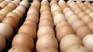 Paletten mit Eiern. Das Ei symbolisiert Leben und Auferstehung. Deshalb liegen zu Ostern Ostereier im Osternest. | Bild: colourbox.com