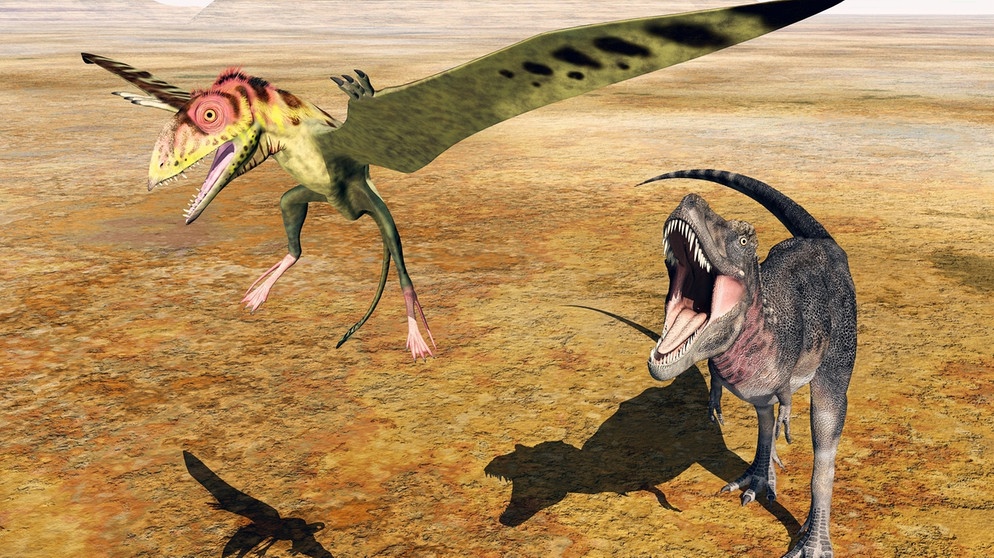 Ein Tarbosaurus (rechts, Dinosaurier) jagt einen Peteinosaurus (links, Flugsaurier). Dinosaurier bedeutet "schreckliche Echsen". Sie lebten an Land und waren nicht flugfähig. Zu den bislang größten Dinosauriern gehört nicht etwa der fleischfressende Raubsaurier Tyrannosaurus Rex, sondern der Patagotitan und der Argentinosaurus. Beide sind pflanzenfressende Sauropoden. Zur Obergruppe der Saurier zählen neben Dinosauriern auch Flugsaurier und Wassersaurier. | Bild: picture-alliance/dpa