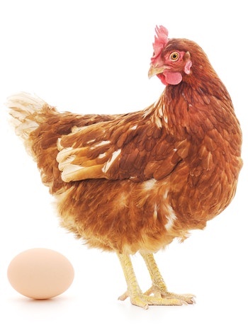 Henne und Ei. Zu Ostern gibt es hartgekochte Ostereier im Osternest. | Bild: colourbox.com
