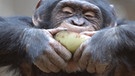 Menschenaffen: Schimpanse im Zoo Osnabrück frisst eine Zwiebel | Bild: picture-alliance/dpa