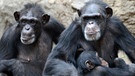 Menschenaffen: Schimpansenfamilie im Zoo Leipzig | Bild: picture-alliance/dpa