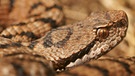 Gehört zu den Schlangen in Deutschland: Aspisviper | Bild: mauritius-images