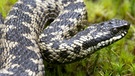 Gehört zu den Schlangen in Deutschland: Kreuzotter | Bild: mauritius-images