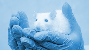 Eine Hand hält eine Laborratte unter blaues Licht. Ratten, Mäuse, Schafe, Schweine, Affen und Katzen werden bei Tierversuchen für Medizin und Forschung eingesetzt. | Bild: colourbox.com