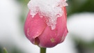 Warum ist das Wetter im April so wechselhaft und unbeständig? | Bild: dpa Bildfunk, picture alliance/Patrick Seeger/dpa