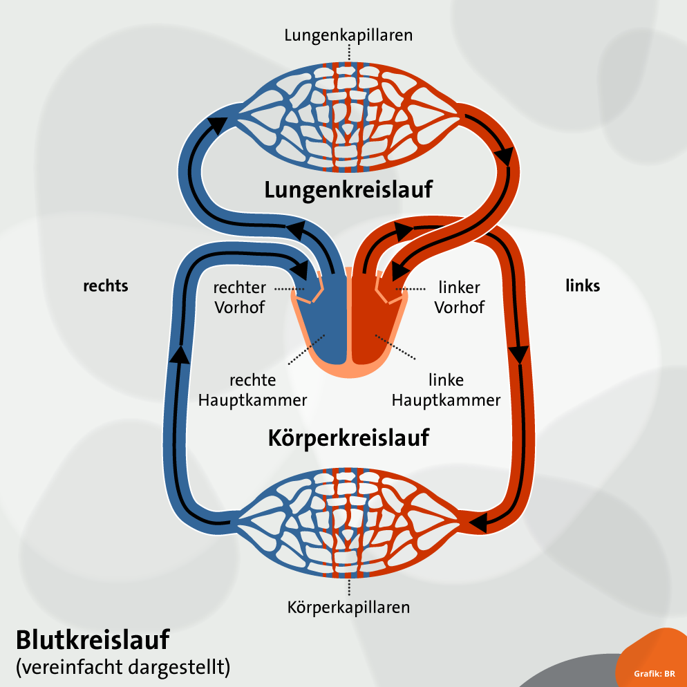 Grafik Blutkreislauf - vereinfacht dargestellt | Bild: BR