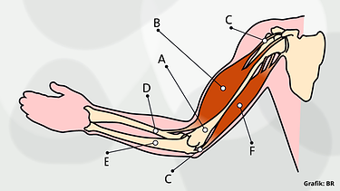 Grafik: Anatomischer Aufbau des Oberarmes | Bild: BR
