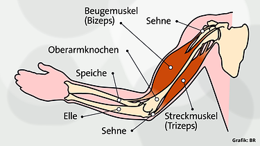 Grafik: Anatomischer Aufbau des Oberarmes | Bild: BR