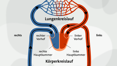 Grafik Blutkreislauf - vereinfacht dargestellt | Bild: BR