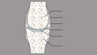 Grafik Gelenkaufbau | Bild: BR