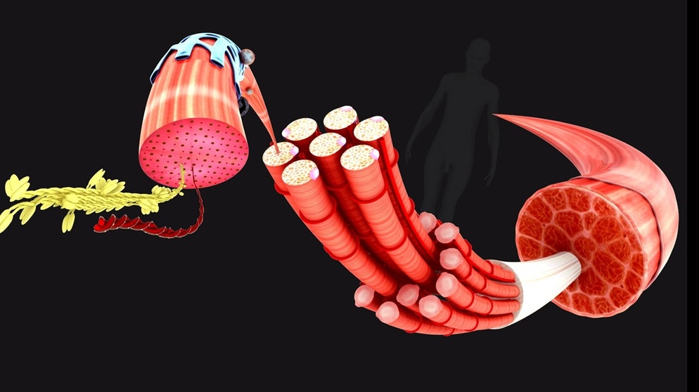 Haltung Und Bewegung 1: Übungen Muskeln Und Sehnen | Biologie | Alpha ...