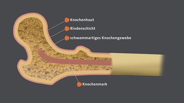 Knochen | Bild: BR