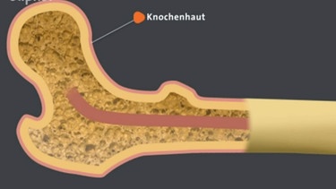 Knochenquerschnitt | Bild: BR