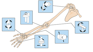 Arm - Gelenkarten Grafik | Bild: Blamb/Shutterstock.com (Bearbeitung BR)