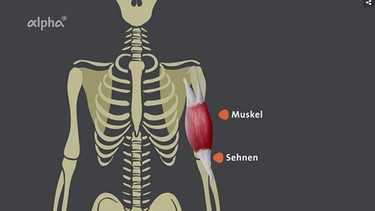 Knochen, Muskeln, Sehnen - Grafik | Bild: BR