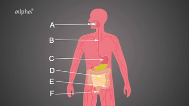 Schema Körper - Weg der Nahrung | Bild: BR