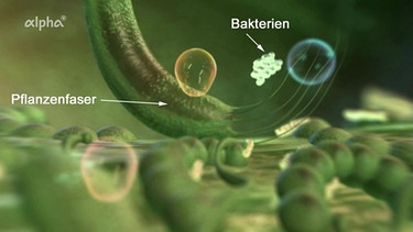 Übung: Beschreibe den Vorgang im Dickdarm | Bild: BR