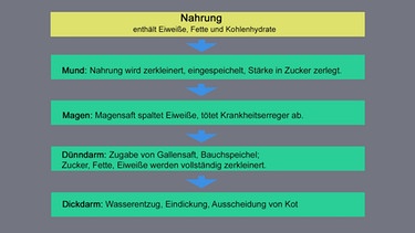 Beschreibung - Weg durch den Körper | Bild: BR