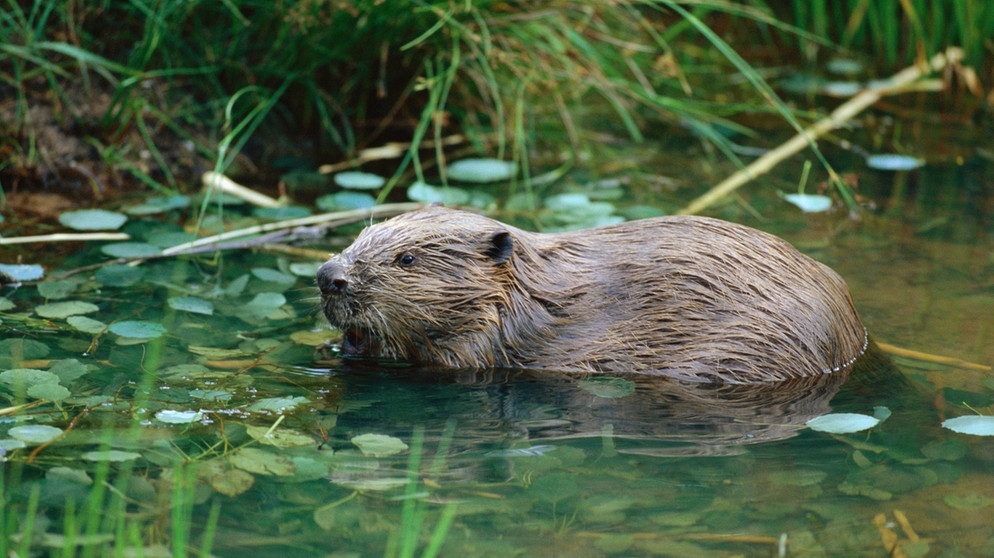 Ein Biber in der Elbe | Bild: picture-alliance/dpa