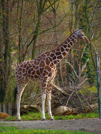 Giraffe im Münchner Tierpark | Bild: BR