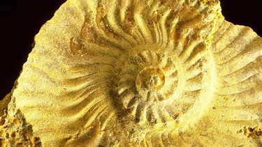 Versteinerter Ammonit | Bild: picture-alliance/dpa