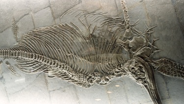 Fossil eines Ichthyosaurus | Bild: picture-alliance/dpa