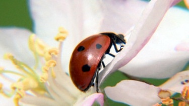 Ein Marienkäfer auf einer Apfelbaumblüte | Bild: SWR