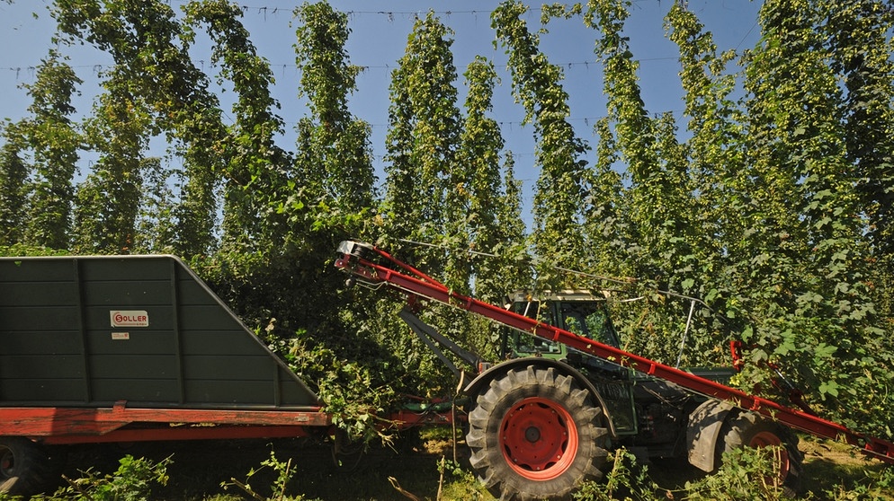 Hopfenernte in der Hallertau | Bild: picture-alliance/dpa