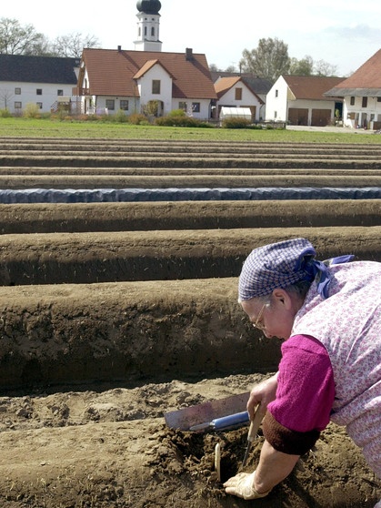 Spargelernte bei Schrobenhausen | Bild: picture-alliance/dpa