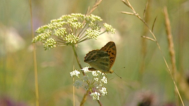 Schmetterling auf einer Wiesenblume | Bild: BR