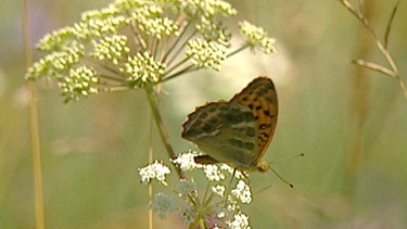 Schmetterling auf einer Wiesenblume | Bild: BR