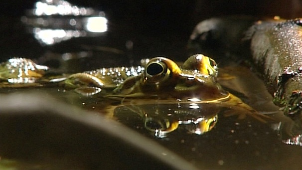 Ein Jungfrosch im Wasser | Bild: WDR