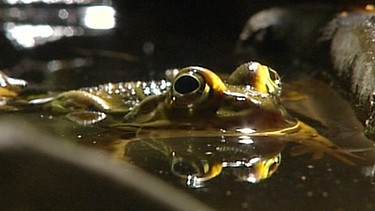 Ein Jungfrosch im Wasser | Bild: WDR