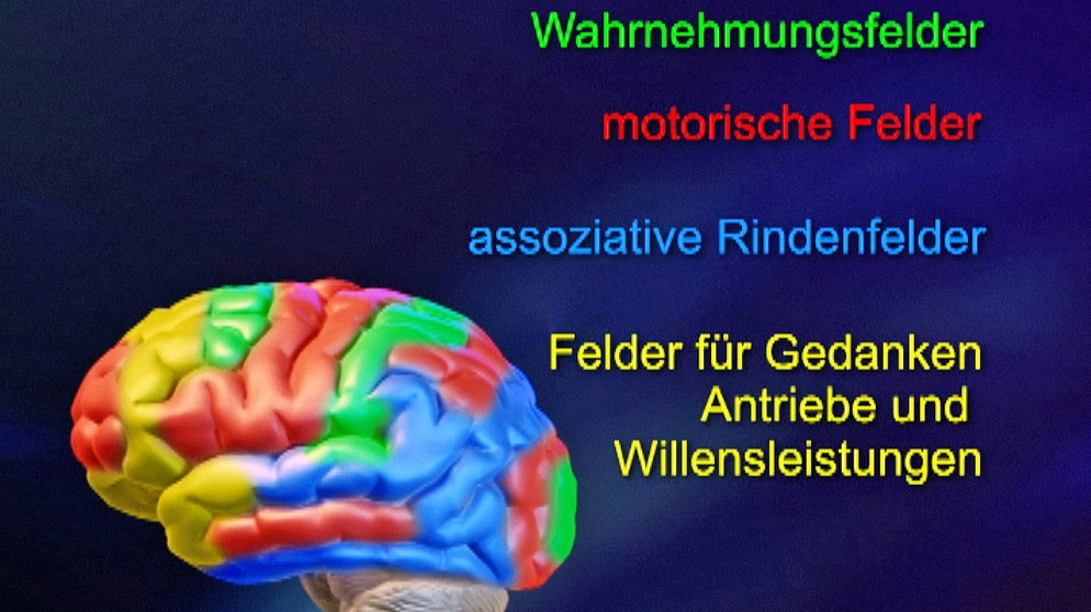 Hirnforschung: Wo In Unserem Gehirn Welche Areale Liegen | Psychologie ...