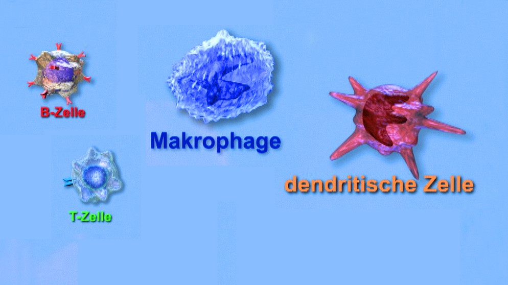 Das Immunsystem: 1. Zellen Des Immunsystems | Biologie | Telekolleg ...