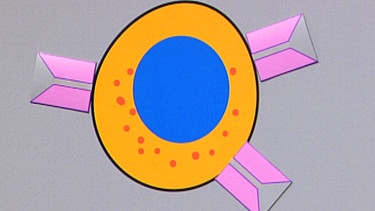 Das Immunsystem: 1. Zellen Des Immunsystems | Biologie | Telekolleg ...