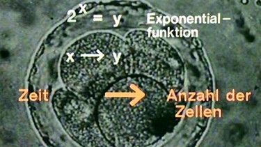 Das Zellwachstum folgt einer Exponentialfunktion | Bild: BR