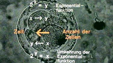 Umkehrung der Exponentialfunktion | Bild: BR