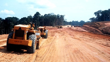 Rodung im Regenwald | Bild: picture-alliance/dpa