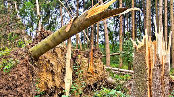 Sturmschaden im Wald | Bild: colourbox.com