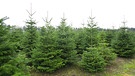 Welcher Baum ist perfekt? Im Bild: "Weihnachtsbäume" in der Natur. | Bild: picture-alliance/dpa