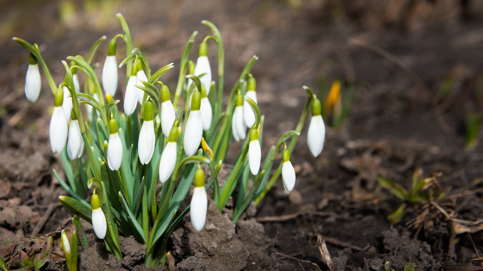 Eine von vielen Wildblumenarten die ihr im Garten entdecken könnt | Bild: colourbox.com