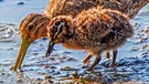 Bekassine (Gallinago gallinago) mit ihrem Küken bei der Futtersuche im Schlick am Seeufer.   | Bild: picture alliance / blickwinkel/A. Hartl