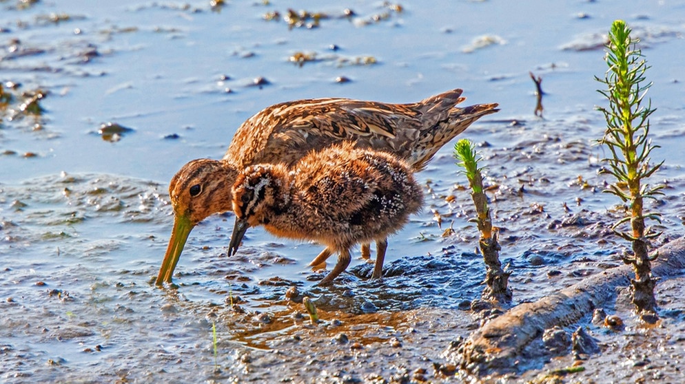 Bekassine (Gallinago gallinago) mit ihrem Küken bei der Futtersuche im Schlick am Seeufer.   | Bild: picture alliance / blickwinkel/A. Hartl