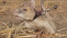  Das undatierte Foto zeigt die kambodschanische Riesenhamsterratte Magawa, die an einer Leine geführt wird. Die berühmte und mit einem Orden ausgezeichnete Minensuch-Ratte Magawa ist nun gestorben, teilte die belgische Hilfsorganisation Apopo, die das Tier ausgebildet hatte, am 12. Januar 2022 mit. | Bild: dpa-Bildfunk/Pdsa