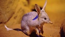 Australien, Sydney: Ein Handout von Wild Life Sydney zeigt im Wild Life Park Sydney einen Kaninchennasenbeutler oder Bilby, der zu Ostern mit lila Licht angestrahlt wird. Foto: Ho/AAP/WILD LIFE SYDNEY/dpa  | Bild: dpa-Bildfunk/Ho