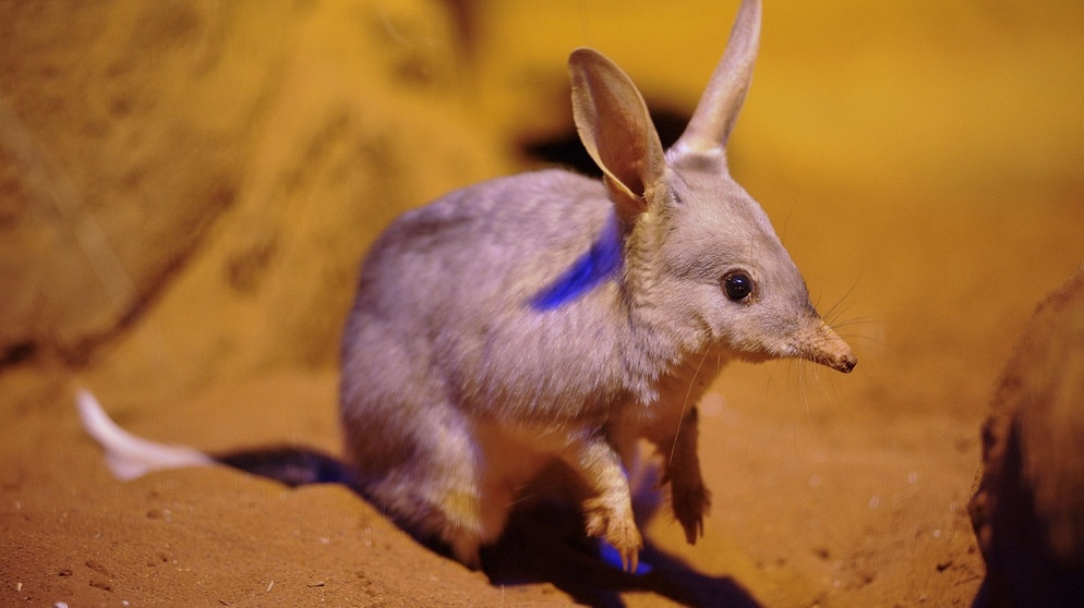 Australien, Sydney: Ein Handout von Wild Life Sydney zeigt im Wild Life Park Sydney einen Kaninchennasenbeutler oder Bilby, der zu Ostern mit lila Licht angestrahlt wird. Foto: Ho/AAP/WILD LIFE SYDNEY/dpa  | Bild: dpa-Bildfunk/Ho