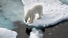 Ein Eisbär steht im Nordpolarmeer auf einer Eisscholle.  | Bild: dpa-Bildfunk/Ulf Mauder