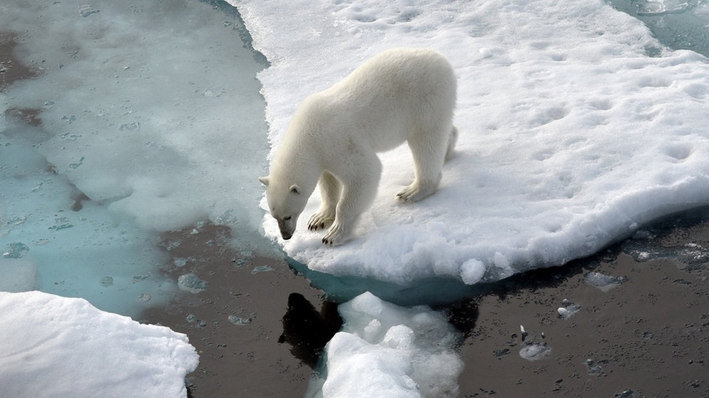 Ein Eisbär steht im Nordpolarmeer auf einer Eisscholle.  | Bild: dpa-Bildfunk/Ulf Mauder